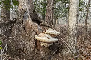 1257 Seymour Rd, Bowman, GA 30624 - Photo 63