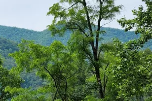 153 Coleman Heights Ln, Rabun Gap, GA 30568 - Photo 51