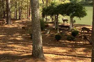 404 Golden Delicious Rd, Clarkesville, GA 30523 - Photo 109