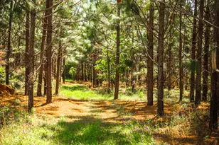 5524 Hooker Branch Rd, Millen, GA 30442 - Photo 81