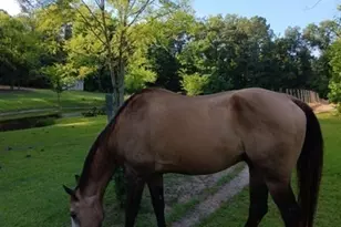 531 Grant Rd, Brooks, GA 30205 - Photo 91