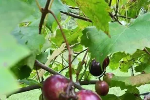 531 Grant Rd, Brooks, GA 30205 - Photo 85