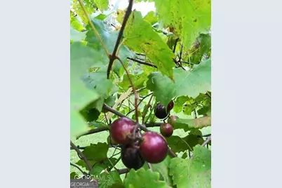 531 Grant Road, Brooks, GA 30205 - Photo 83