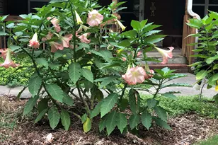 1744 Campbell Rd, Covington, GA 30014 - Photo 27