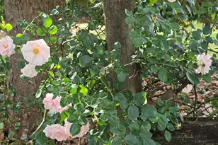 2037 Jeff Davis Rd, Thomaston, GA 30286 - Photo 51