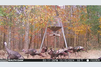 335 Highway 26, Elko, GA 31025 - Photo 15