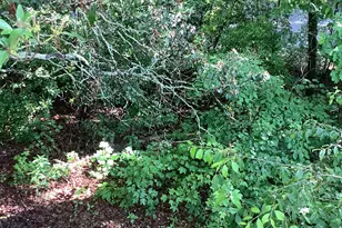 61 Candy Land Dr, Cleveland, GA 30528 - Photo 5