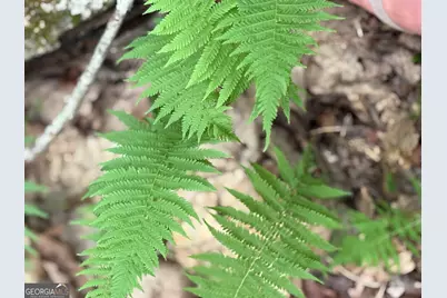 0 Walker Drive, Morganton, GA 30560 - Photo 29