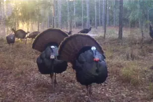 1940 Horne Rd, Eastman, GA 31023 - Photo 79