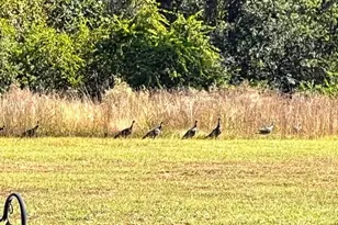 35 Tyler Rd, Naylor, GA 31641 - Photo 73