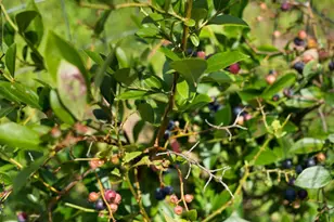 1224 Texas Valley Rd NW, Rome, GA 30165 - Photo 61