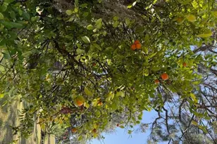 602 W Alexander St, Saint Marys, GA 31558 - Photo 27