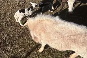 1599 Lower River Rd, Covington, GA 30016 - Photo 25