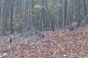 159 Moores Ferry Rd SW, Plainville, GA 30733 - Photo 41