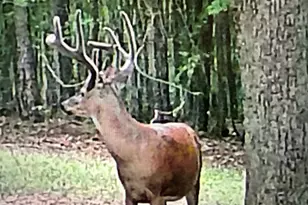 1050 Cedar Grove Dr, Buckhead, GA 30625 - Photo 111