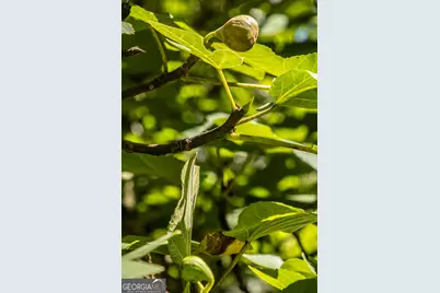 1730 Roland Road, Thomaston, GA 30286 - Photo 31