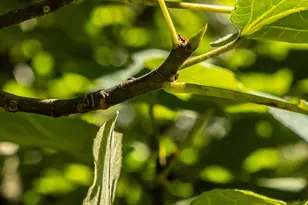 1730 Roland Rd, Thomaston, GA 30286 - Photo 31