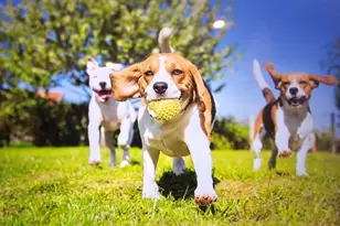 640 Parnassus Rd, Locust Grove, GA 30248 - Photo 21