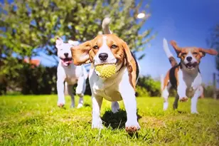 640 Parnassus Rd, Locust Grove, GA 30248 - Photo 21