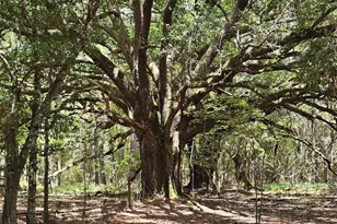 3047 John Burch Rd, Folkston, GA 31537 - Photo 13