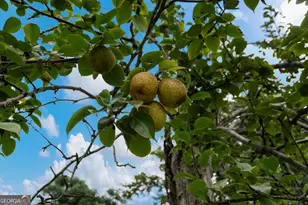 213 Broad St, Richland, GA 31825 - Photo 41