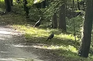 55 Santa Pera Dr, Cleveland, GA 30528 - Photo 19