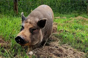 1579 Bates Rd, Concord, GA 30206 - Photo 41