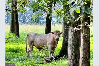 6223 Hulsey Road, Clermont, GA 30527 - Photo 9