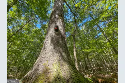 38 +/- Acres On Ga Hwy 157, Menlo, GA 30731 - Photo 7