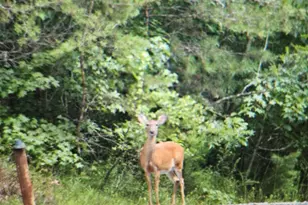 114 Aaron Dr, Toccoa, GA 30577 - Photo 63