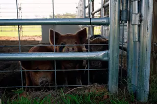 485 Beaver Kreek Rd, Douglas, GA 31533 - Photo 37