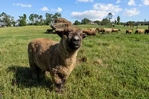 485 Beaver Kreek Rd, Douglas, GA 31533 - Photo 87