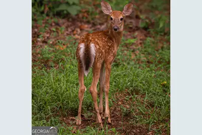 45 Sequoia Trail, Martin, GA 30557 - Photo 33