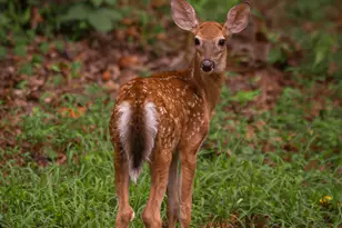 45 Sequoia Trail, Martin, GA 30557 - Photo 33