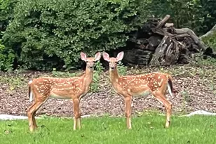 50 Inverness Way, Newnan, GA 30265 - Photo 33