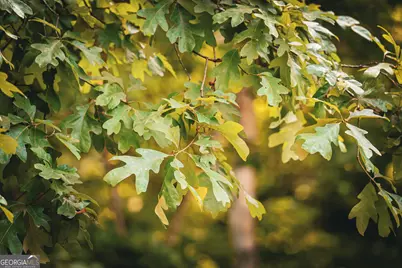 0 County Line Road, Talbotton, GA 31827 - Photo 73