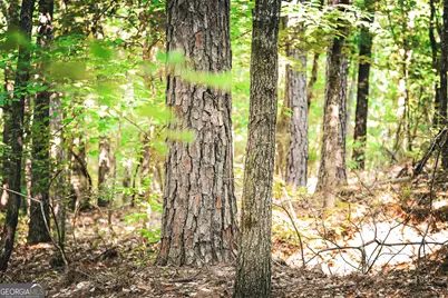 0 County Line Road, Talbotton, GA 31827 - Photo 79