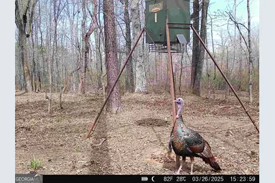 0 County Line Road, Talbotton, GA 31827 - Photo 99