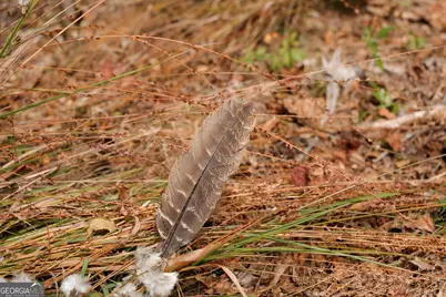 0 County Line Road, Talbotton, GA 31827 - Photo 59