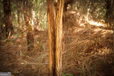 0 County Line Road, Talbotton, GA 31827 - Photo 3