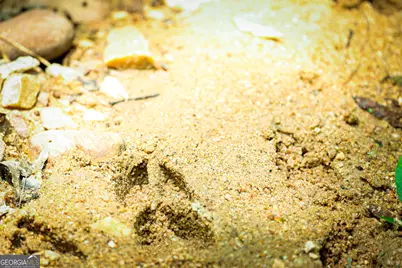 0 County Line Road, Talbotton, GA 31827 - Photo 25