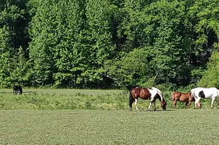 962 Woodbrier, Sautee Nacoochee, GA 30571 - Photo 57