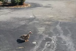 223 Flat Creek Ct, Peachtree City, GA 30269 - Photo 15