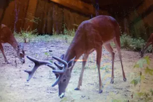 153 N Whatley Rd, Lagrange, GA 30240 - Photo 87