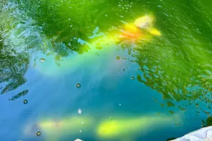 347 Clarksboro Dr, Athens, GA 30607 - Photo 59