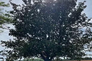 16877 Ga Hwy 129 S, Cobbtown, GA 30420 - Photo 39