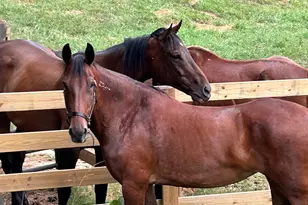 1654A Ward Mountain Rd NE, Rome, GA 30161 - Photo 97