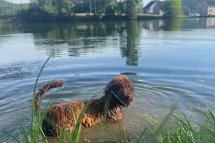 1654A Ward Mountain Rd NE, Rome, GA 30161 - Photo 101