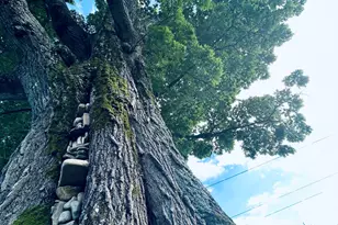 1654A Ward Mountain Rd NE, Rome, GA 30161 - Photo 95