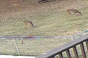 4893 New Franklin Rd, Hogansville, GA 30230 - Photo 107